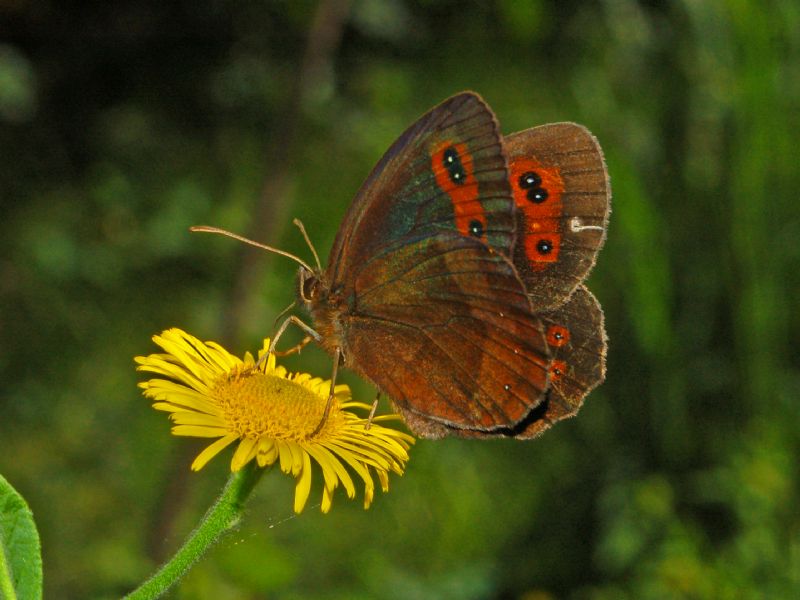 Identificazione di Satyrinae - Erebia aethiops